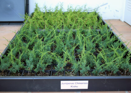 Juniperus Chinensis Kishu